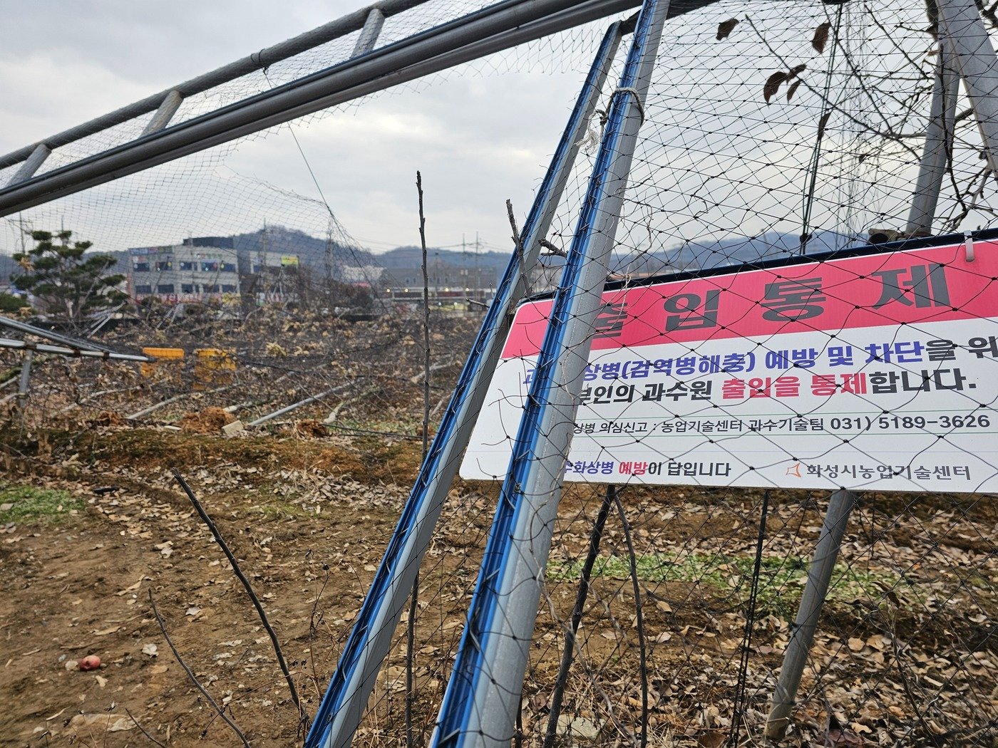 본문 이미지 - 21일 오전 경기 화성시 송산면 700평 규모 과수원에 지난달 말 내린 폭설이 휩쓸고 간 흔적이 그대로 남아 있다. 2024.12.21/뉴스1 ⓒ News1 김기현 기자