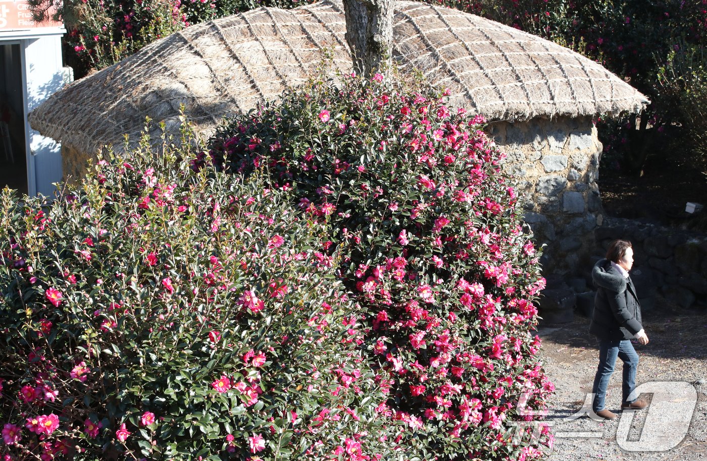 본문 이미지 - 22일 오전 제주 서귀포시 남원읍 휴애리자연생활공원에 동백꽃이 만개해 관광객들의 시선을 사로잡고 있다. 2024.12.22/뉴스1 ⓒ News1 오현지 기자