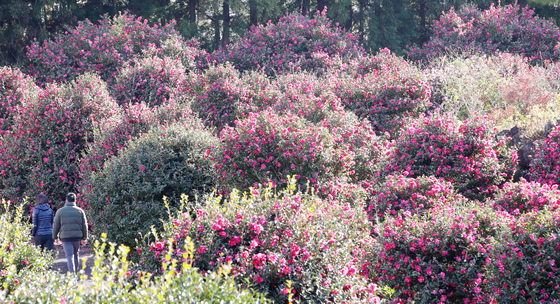 [오늘의 날씨]제주(30일, 화)…아침 최저기온 6~7도