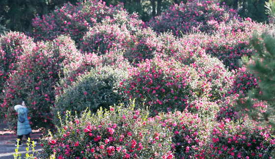 [오늘의 날씨]제주(7일, 일)…낮 최고 19도 '평년보다 따뜻'
