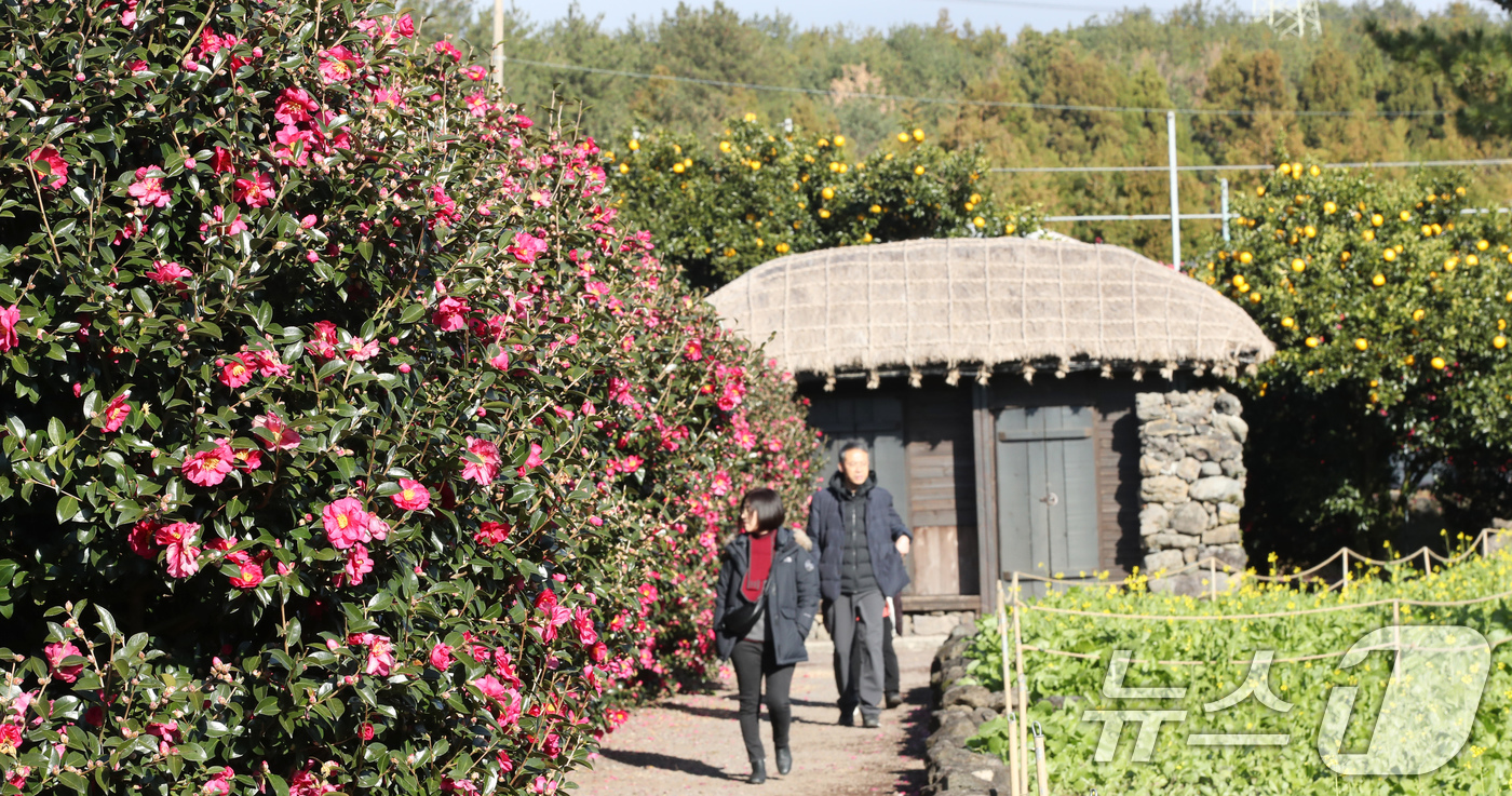 (서귀포=뉴스1) 오현지 기자 = 22일 오전 제주 서귀포시 남원읍 휴애리자연생활공원에 동백꽃이 만개해 관광객들의 시선을 사로잡고 있다. 2024.12.22/뉴스1