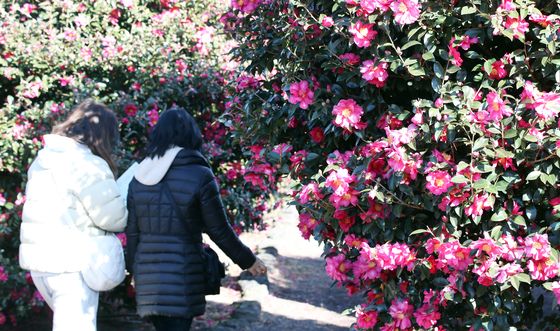 [오늘의 날씨] 제주(24일, 화)…최저 5~8도, 산간도로 결빙 조심