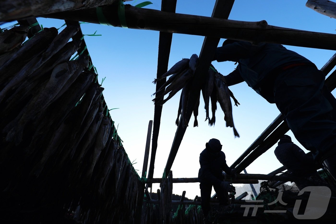 본문 이미지 - 한파가 몰아친 지난 21일 강원 인제 북면 용대리의 한 황태덕장에서 마을 주민들이 황태 덕걸이 작업을 하고 있다. (인제군 제공)2024.12.22/뉴스1 ⓒ News1 한귀섭 기자