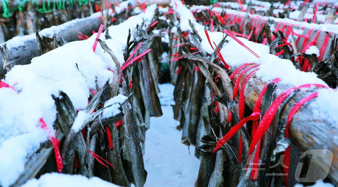 본문 이미지 - 한파가 몰아친 지난 21일 강원 인제 북면 용대리의 한 황태덕장에서 첫 황태 덕걸이 작업이 시작다. (인제군 제공)2024.12.22/뉴스1 ⓒ News1 한귀섭 기자