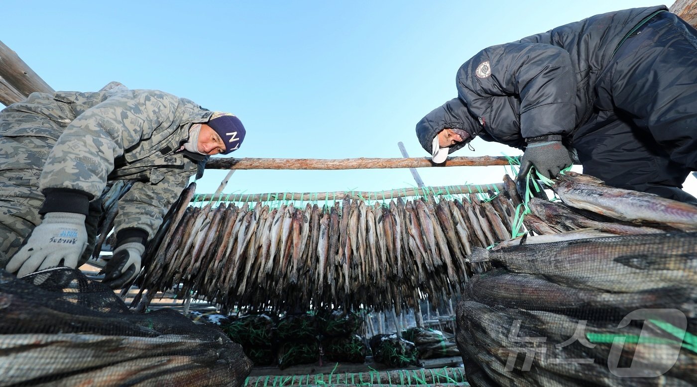 한파가 몰아친 지난 21일 강원 인제 북면 용대리의 한 황태덕장에서 마을 주민들이 황태 덕걸이 작업을 하고 있다. &#40;인제군 제공&#41;2024.12.22/뉴스1 ⓒ News1 한귀섭 기자