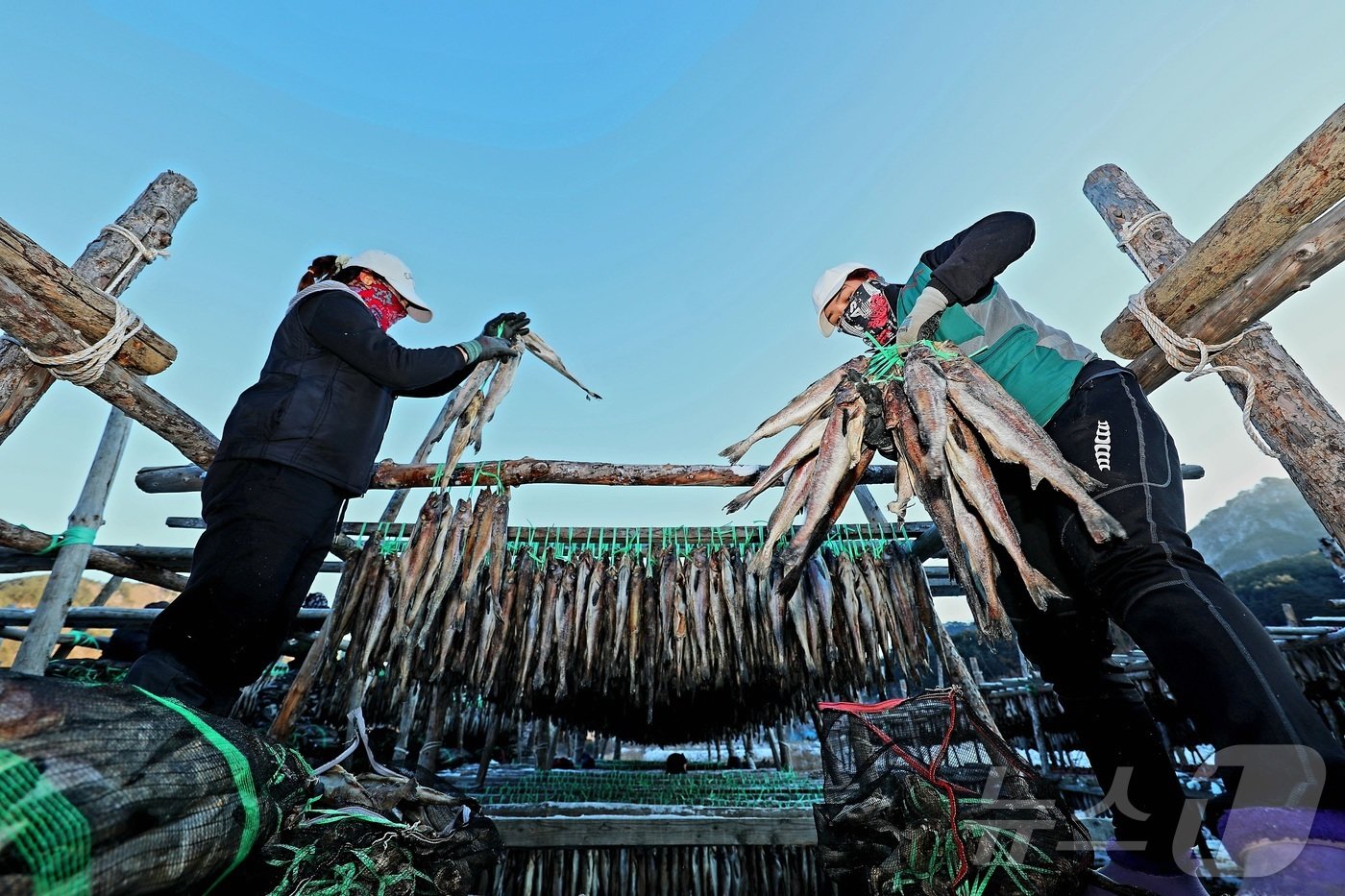 본문 이미지 - 한파가 몰아친 지난 21일 강원 인제 북면 용대리의 한 황태덕장에서 마을 주민들이 황태 덕걸이 작업을 하고 있다. (인제군 제공)2024.12.22/뉴스1 ⓒ News1 한귀섭 기자