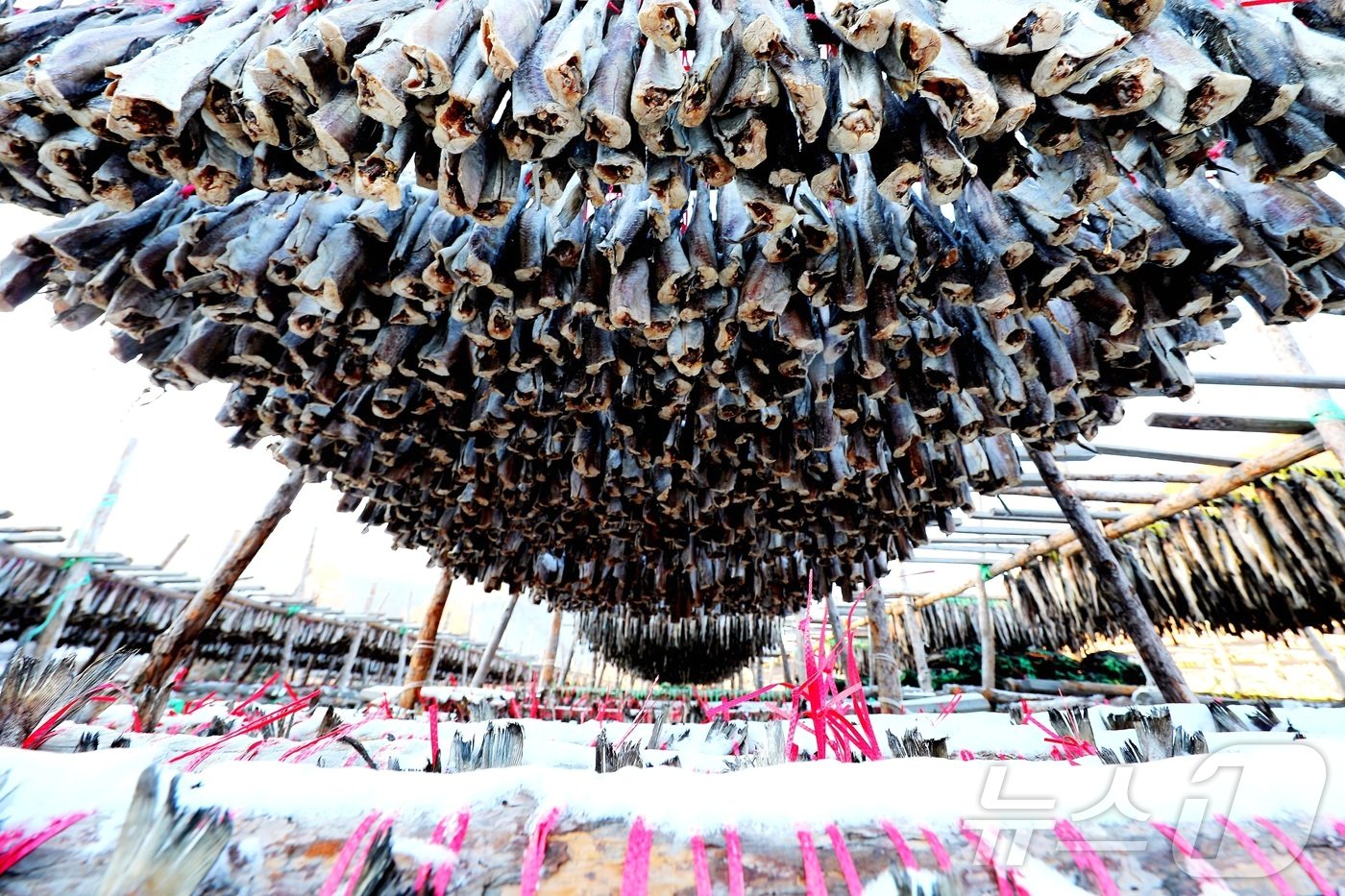 본문 이미지 - 한파가 몰아친 지난 21일 강원 인제 북면 용대리의 한 황태덕장에서 마을 주민들이 황태 덕걸이 작업을 하고 있다. (인제군 제공)2024.12.22/뉴스1 ⓒ News1 한귀섭 기자