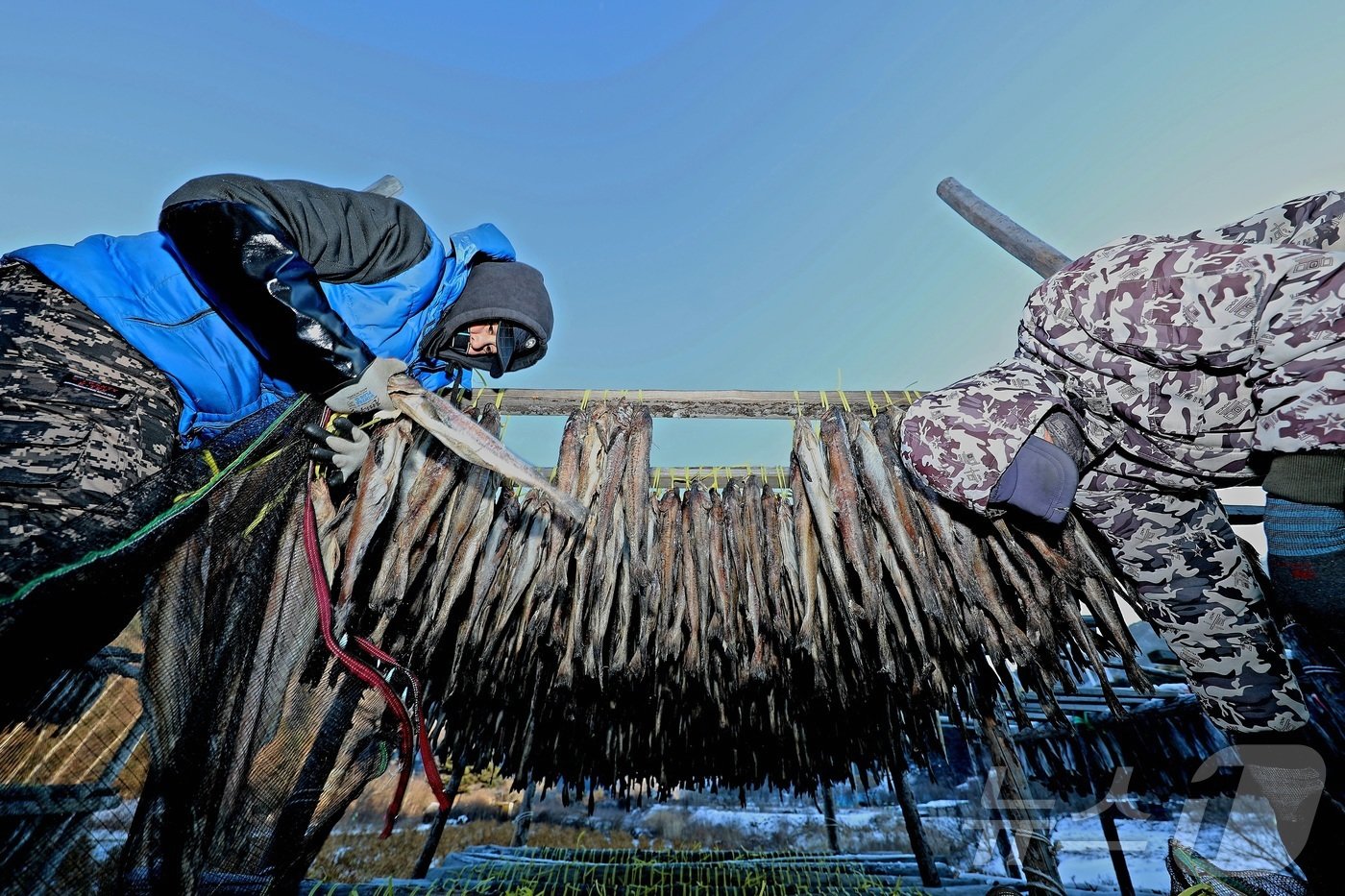 본문 이미지 - 한파가 몰아친 지난 21일 강원 인제 북면 용대리의 한 황태덕장에서 마을 주민들이 황태 덕걸이 작업을 하고 있다. (인제군 제공)2024.12.22/뉴스1 ⓒ News1 한귀섭 기자
