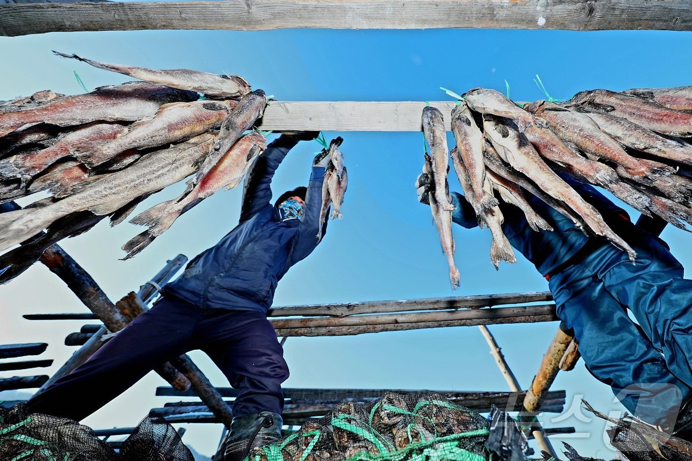 본문 이미지 - 한파가 몰아친 지난 21일 강원 인제 북면 용대리의 한 황태덕장에서 마을 주민들이 황태 덕걸이 작업을 하고 있다. (인제군 제공)2024.12.22/뉴스1 ⓒ News1 한귀섭 기자