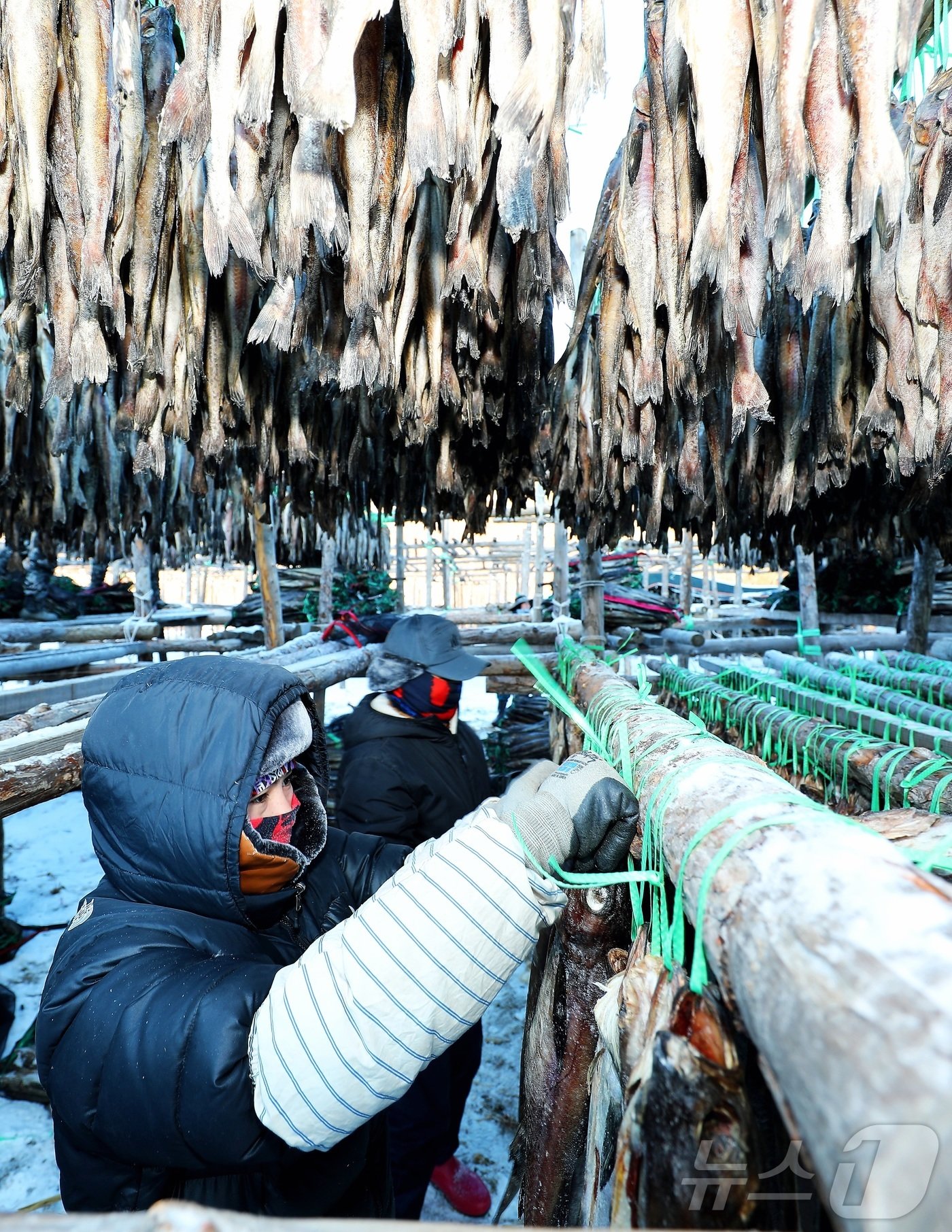 본문 이미지 - 한파가 몰아친 지난 21일 강원 인제 북면 용대리의 한 황태덕장에서 마을 주민들이 황태 덕걸이 작업을 하고 있다. (인제군 제공)2024.12.22/뉴스1 ⓒ News1 한귀섭 기자