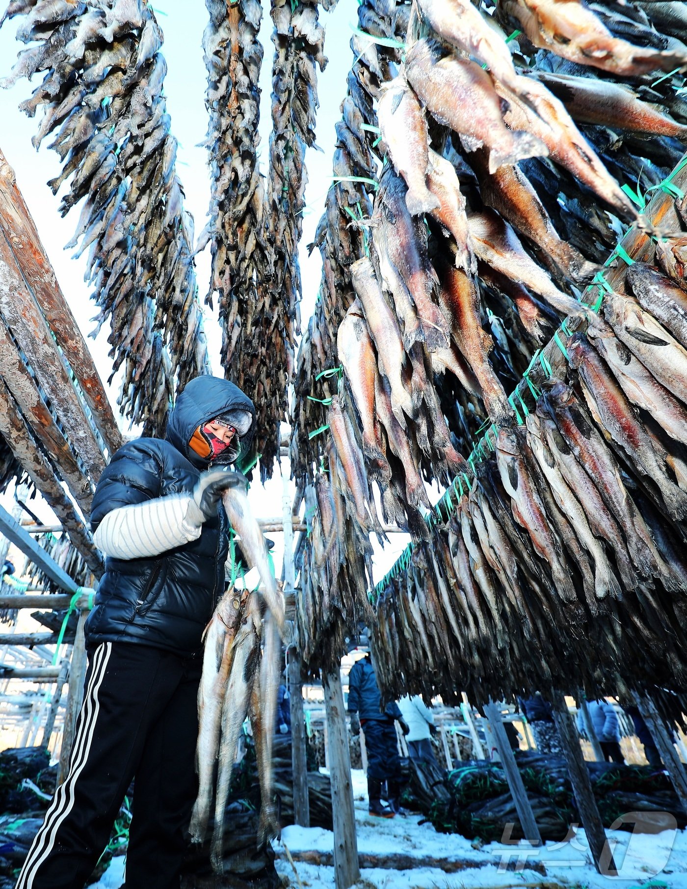 한파가 몰아친 지난 21일 강원 인제 북면 용대리의 한 황태덕장에서 마을 주민들이 황태 덕걸이 작업을 하고 있다. &#40;인제군 제공&#41;2024.12.22/뉴스1 ⓒ News1 한귀섭 기자