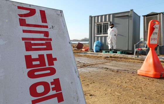 김제 산란계 농장 고병원성 AI 확진…올겨울 15번째