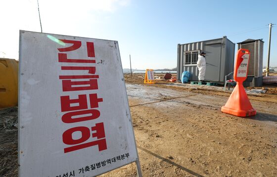 서산 육용 오리농장 AI 항원 검출…"2만8000마리 살처분"