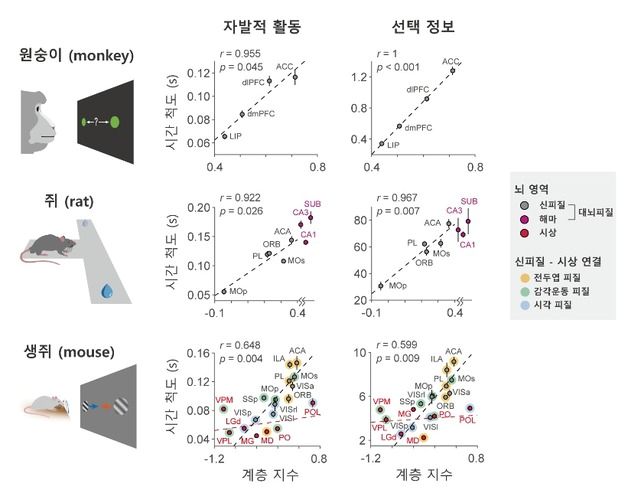 뇌 신경 활동 시간적 스케일 보편적 패턴 규명