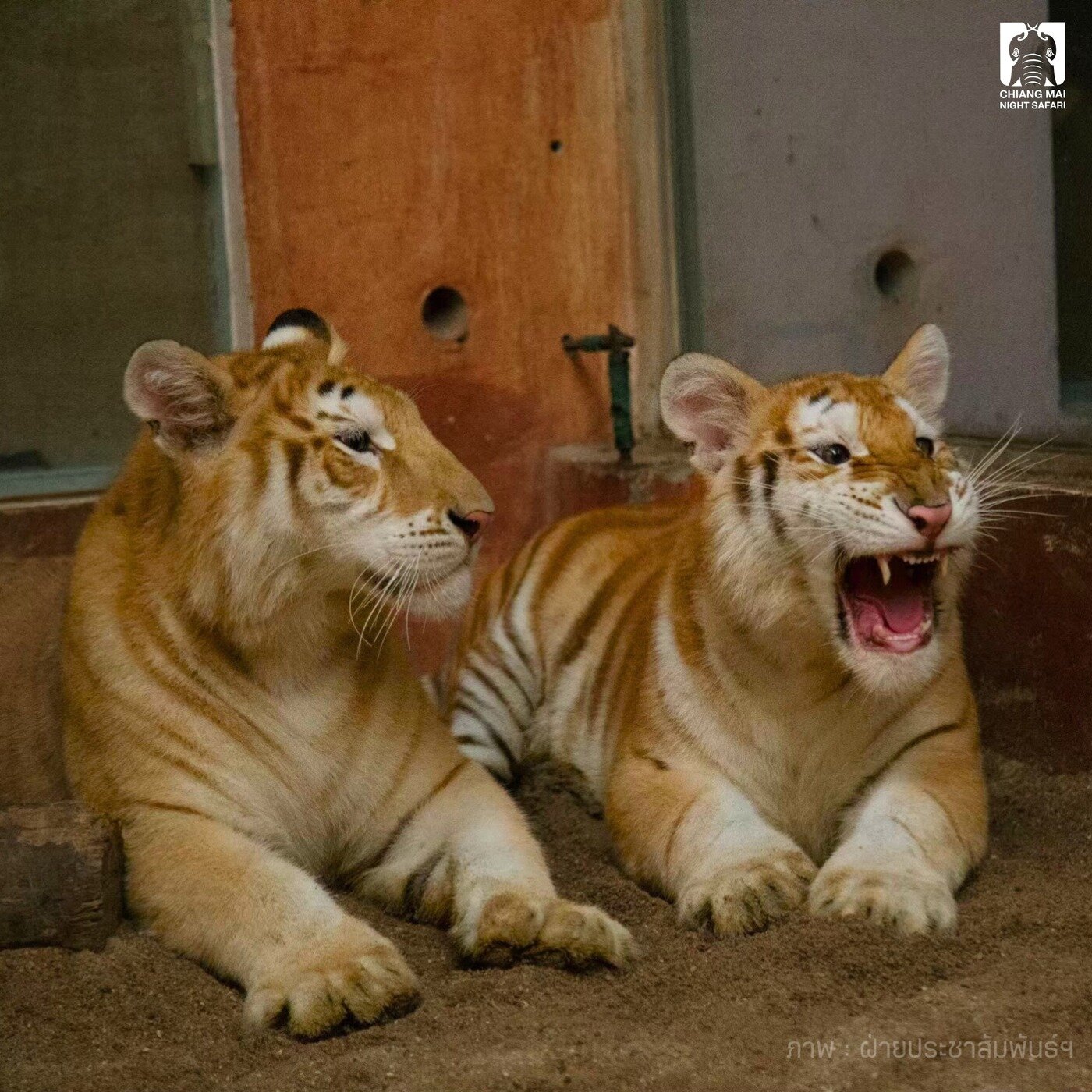 본문 이미지 - 쌍둥이 호랑이 아바와 루나의 어릴 적 사진. 언니 아바가 성을 내는 동생 루나를 바라보고 있다. (출처 : 치앙마이 나이트 사파리 페이스북)