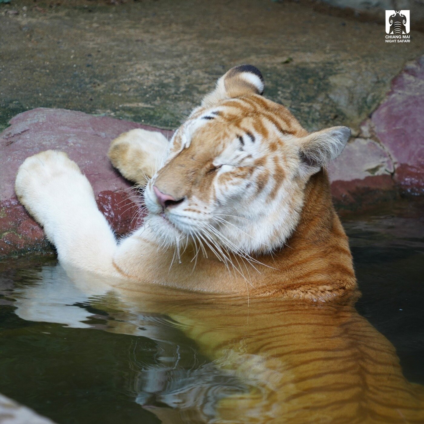본문 이미지 - 골든타이거 루나가 태국 동물원 냇가에서 눈을 지그시 감고 몸을 식히고 있다. (출처 : 치앙마이 나이트 사파리 페이스북)