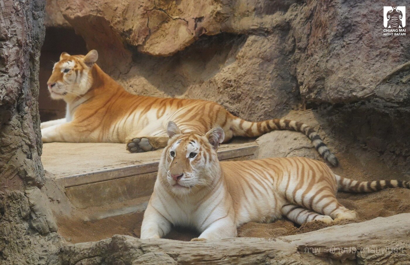 본문 이미지 - 늠름하게 성장한 아바와 루나 자매. (출처 : 치앙마이 나이트 사파리)