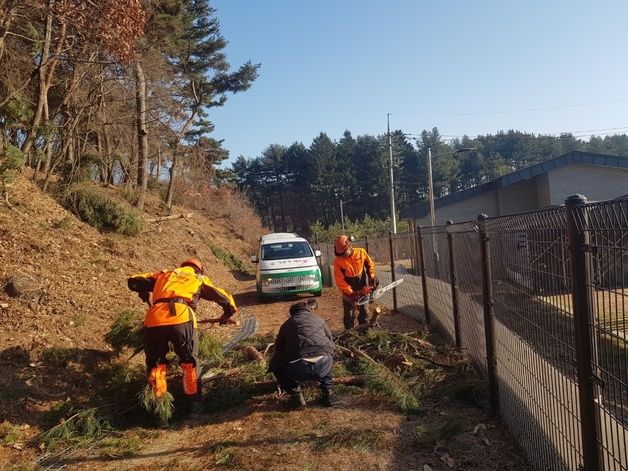 국가유산청, 산림청과 협력해 폭설 피해 '수목' 복구 완료