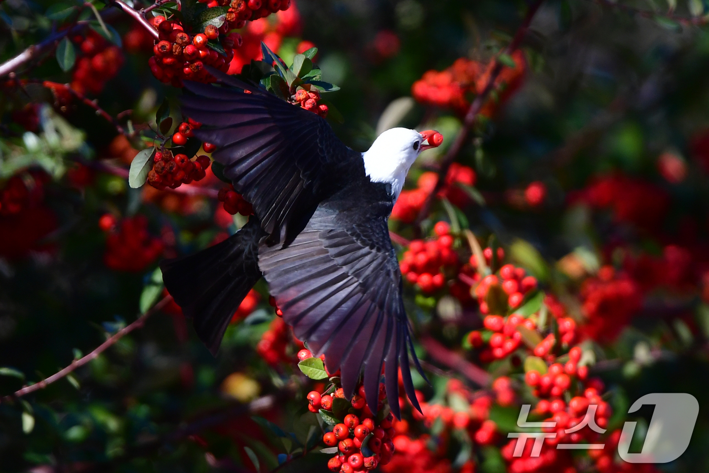 (포항=뉴스1) 최창호 기자 = 24일 오후 경북  포항시 북구에 있는 한 초등학교 인근에서 흰머리직박구리 한마리가 피라칸시스 열매를 물고 날아가고 있다.흰머리직박구리는 국내에서는 …