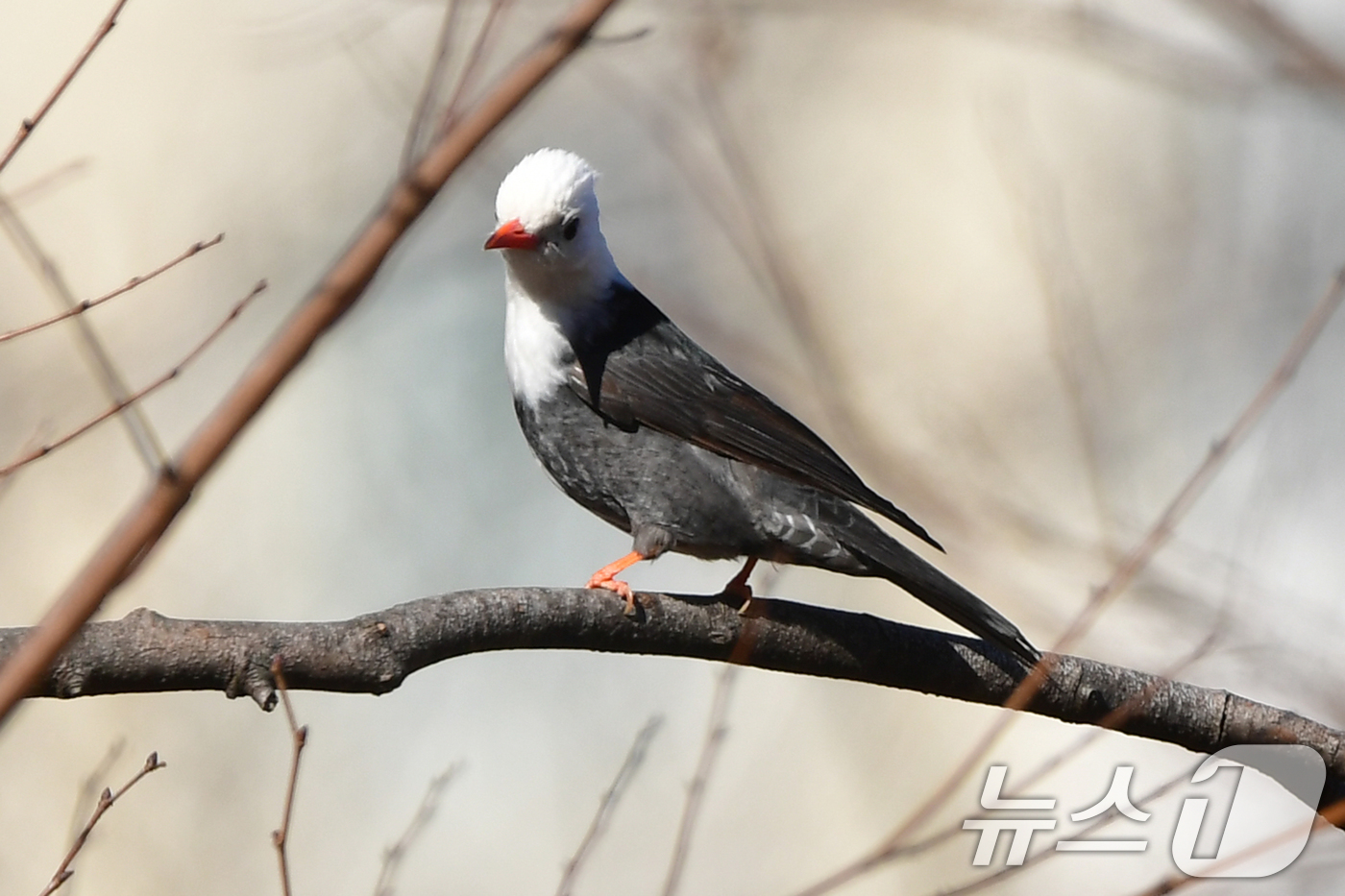 (포항=뉴스1) 최창호 기자 = 24일 오후 경북  포항시 북구에 있는 한 초등학교 인근에서 흰머리직박구리 한마리가 나뭇가지에 앉아 있다.흰머리직박구리는 국내에서는 좀처럼 보기 힘 …