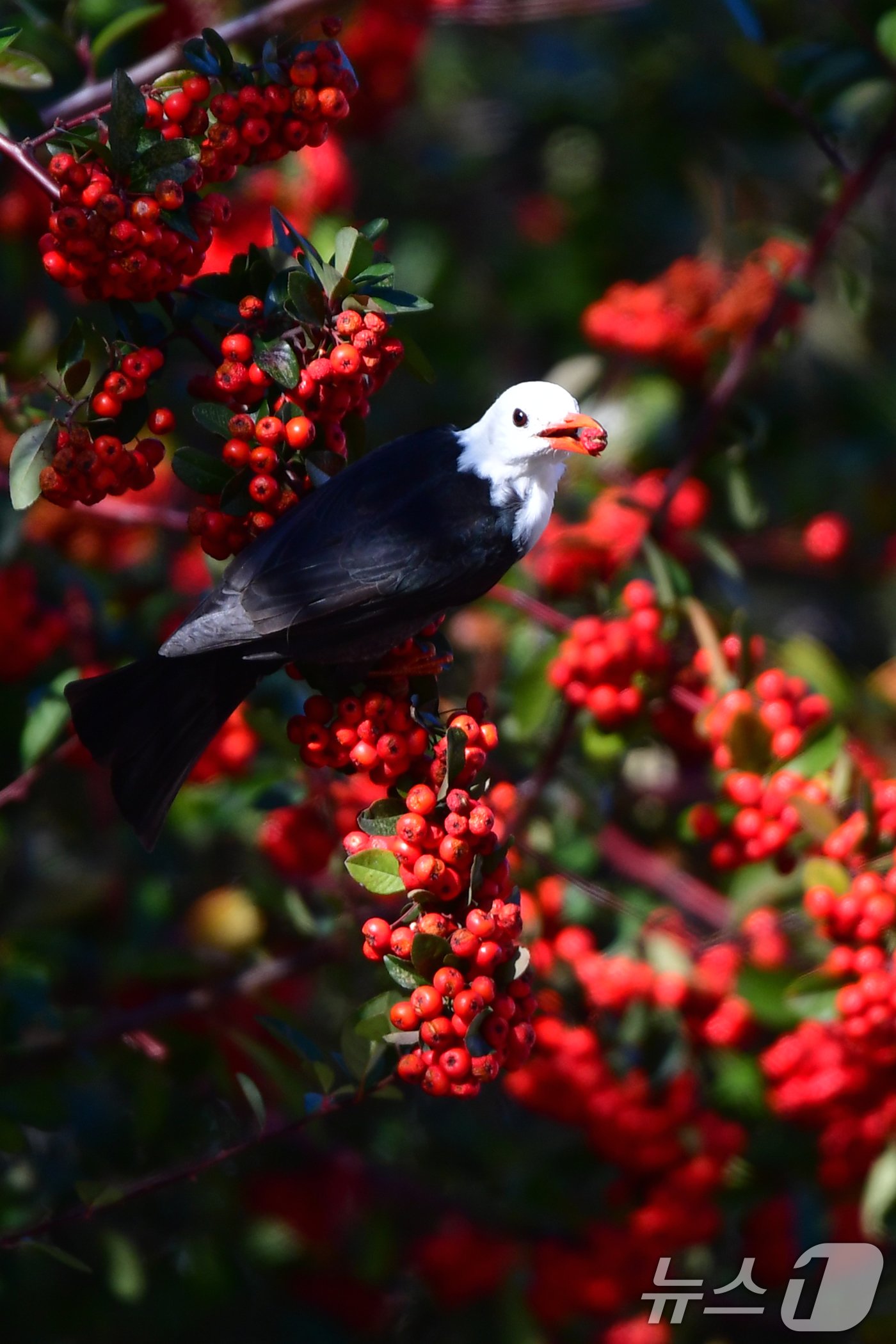 본문 이미지 - 24일 오후 경북 포항시 북구에 있는 한 초등학교 인근에서 흰머리직박구리 한마리가 피라칸시스 열매를 먹고 있다. 2024.12.24/뉴스1 ⓒ News1 최창호 기자