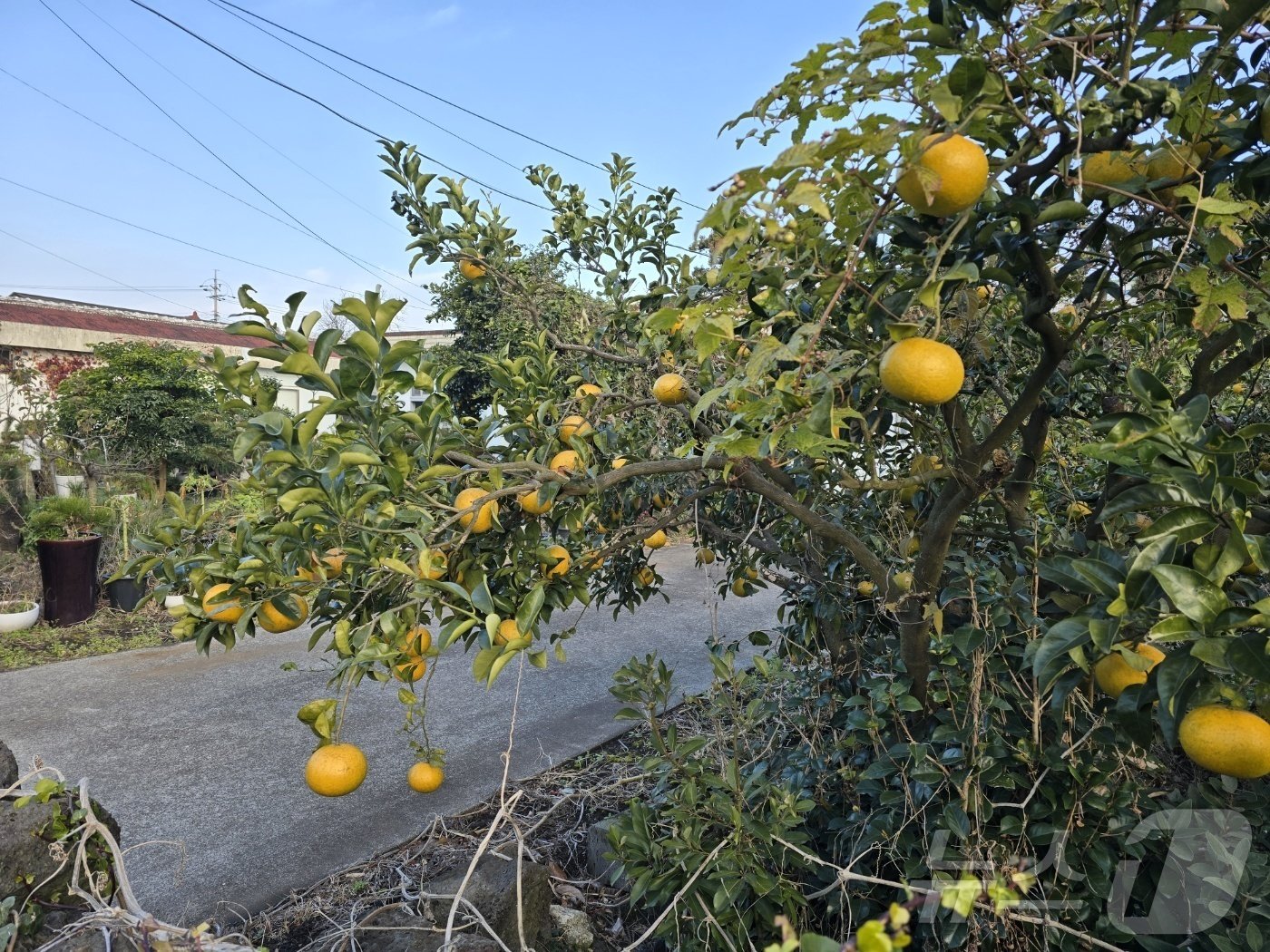 본문 이미지 - 하천바람집 안거리는 근처엔 '귤밭'이 끝없이 있었다. 어딜가나 귤이다. 집 마당에도, 담벼락에도 귤이 탐스럽게 열려있었다. 2024.12.18/뉴스1 ⓒ News1 강은성 기자
