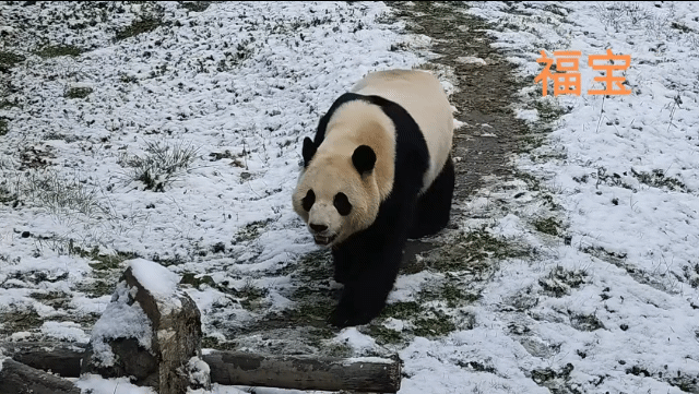 본문 이미지 - 워룽 선수핑 기지 측이 공개한 지난 24일 푸바오의 모습. (워룽 선수핑 기지 SNS 계정 갈무리)