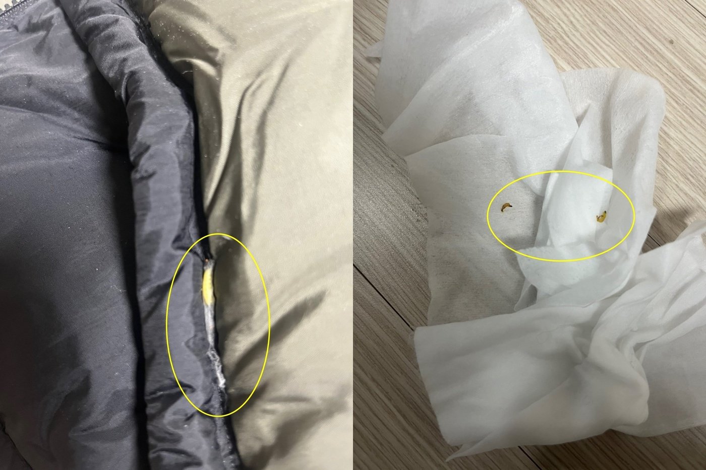 본문 이미지 - (온라인 커뮤니티 갈무리)