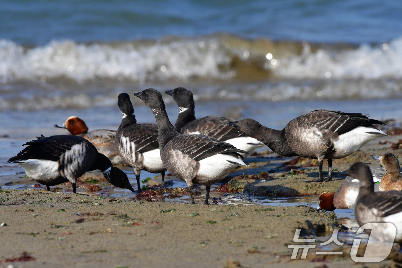 본문 이미지 - 천연기념물 제325-2호이자 멸종위기 야생생물 2급인 흑기러기가 26일 오후 경북 포항시 남구 동해면 임곡해안에서 햇볕을 쬐고 있다. 2024.12.16/뉴스1 ⓒ News1 최창호 기자