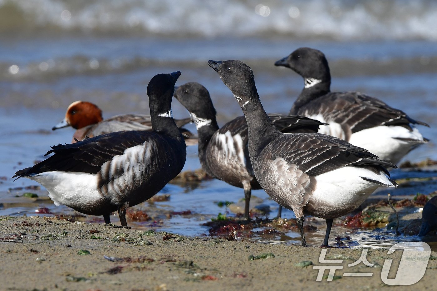 본문 이미지 - 천연기념물 제325-2호이자 멸종위기 야생생물 2급인 흑기러기가 26일 오후 경북 포항시 남구 동해면 임곡해안에서 쉬고 있다.. 2024.12.16/뉴스1 ⓒ News1 최창호 기자