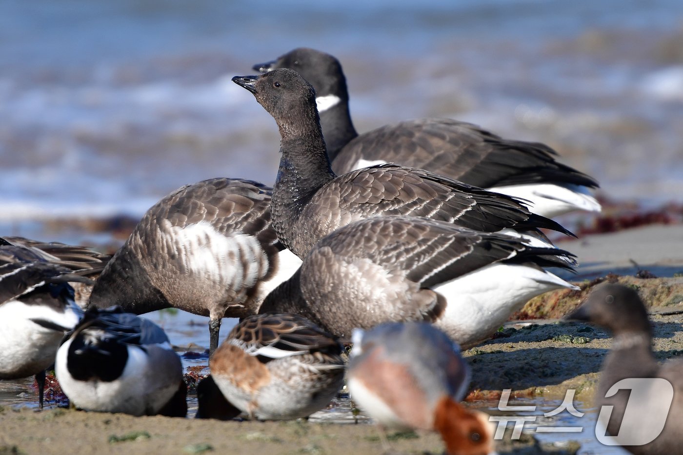 본문 이미지 - 천연기념물 제325-2호이자 멸종위기 야생생물 2급인 흑기러기가 26일 오후 경북 포항시 남구 동해면 임곡해안에서 햇볕을 쬐고 있다. 2024.12.16/뉴스1 ⓒ News1 최창호 기자