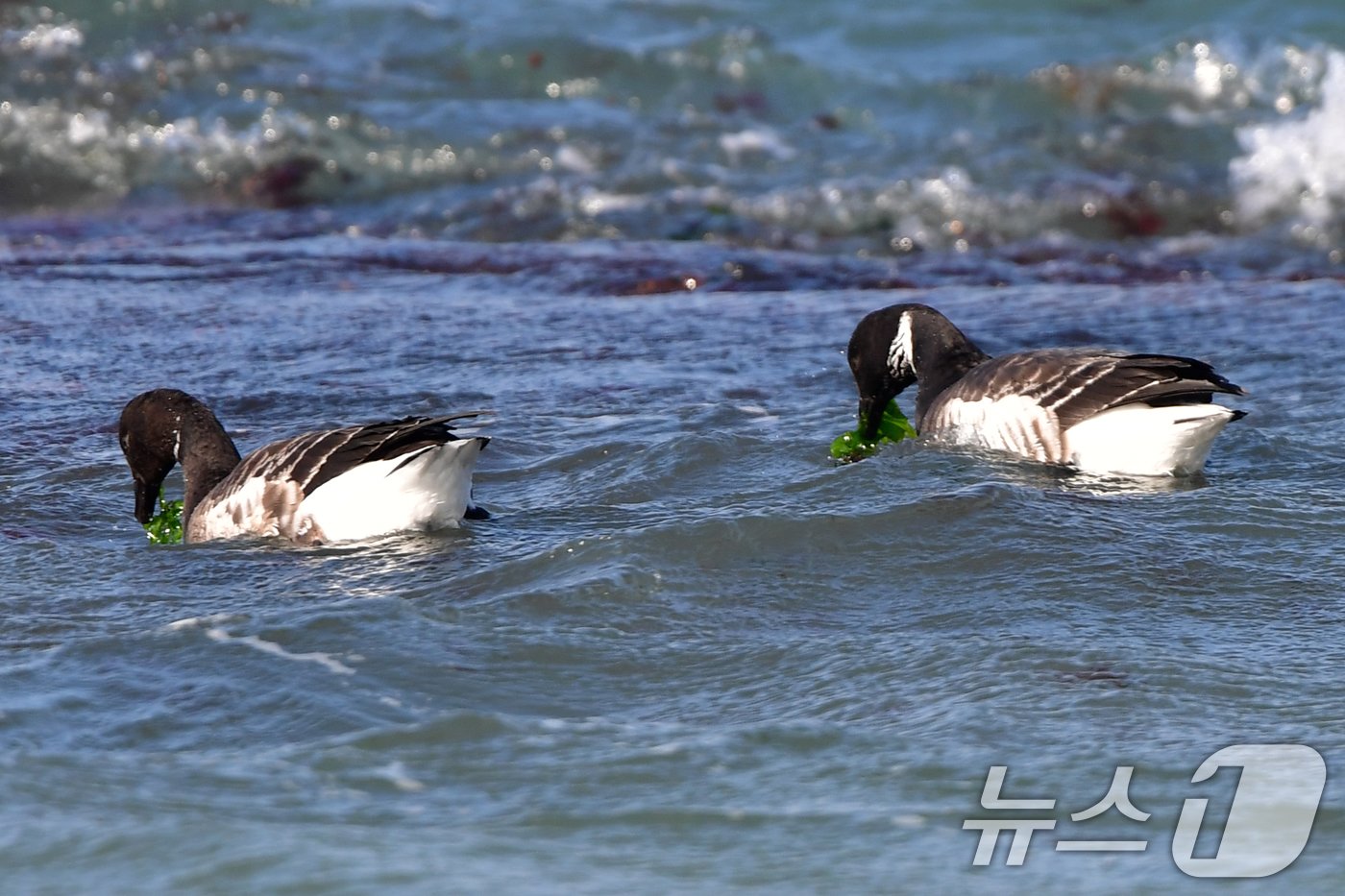 본문 이미지 - 천연기념물 제325-2호이자 멸종위기 야생생물 2급인 흑기러기가 26일 오후 경북 포항시 남구 동해면 임곡해안에서 해초를 먹고 있다. 2024.12.16/뉴스1 ⓒ News1 최창호 기자