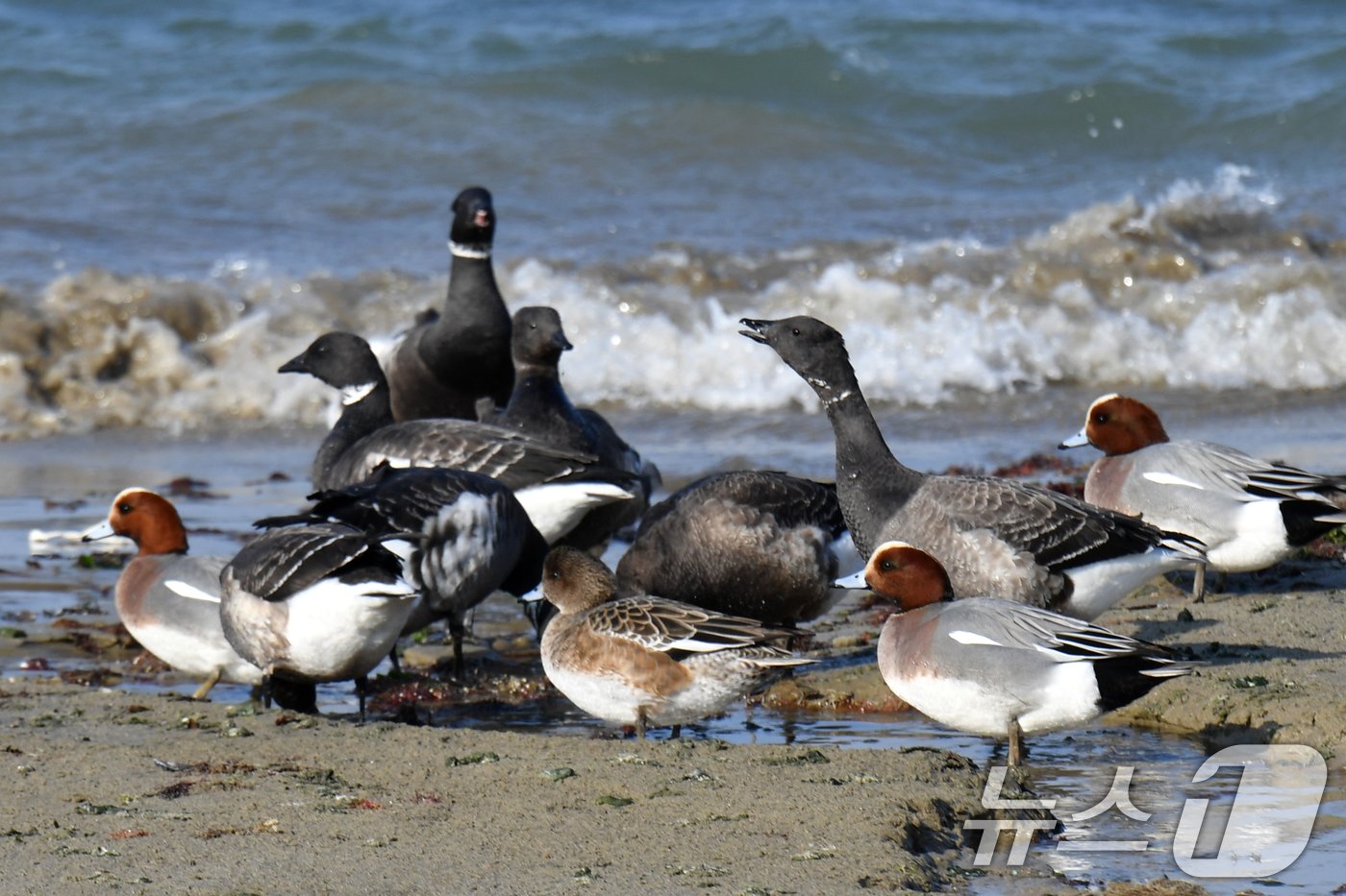 본문 이미지 - 천연기념물 제325-2호이자 멸종위기 야생생물 2급인 흑기러기가 26일 오후 경북 포항시 남구 동해면 임곡해안에서 먹이활동을 하고 있다.2024.12.16/뉴스1 ⓒ News1 최창호 기자