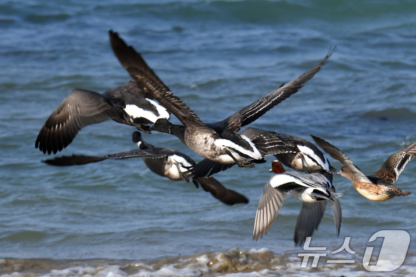 본문 이미지 - 천연기념물 제325-2호이자 멸종위기 야생생물 2급인 흑기러기가 26일 오후 경북 포항시 남구 동해면 임곡해안에서 날아오르고 있다. 2024.12.16/뉴스1 ⓒ News1 최창호 기자