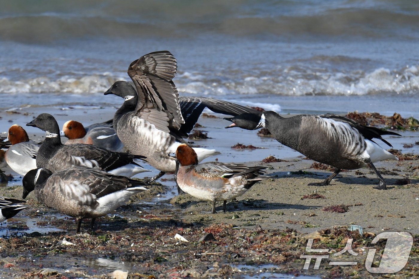 본문 이미지 - 천연기념물 제325-2호이자 멸종위기 야생생물 2급인 흑기러기가 26일 오후 경북 포항시 남구 동해면 임곡해안에서 영역 다툼을 하고 있다. 2024.12.16/뉴스1 ⓒ News1 최창호 기자