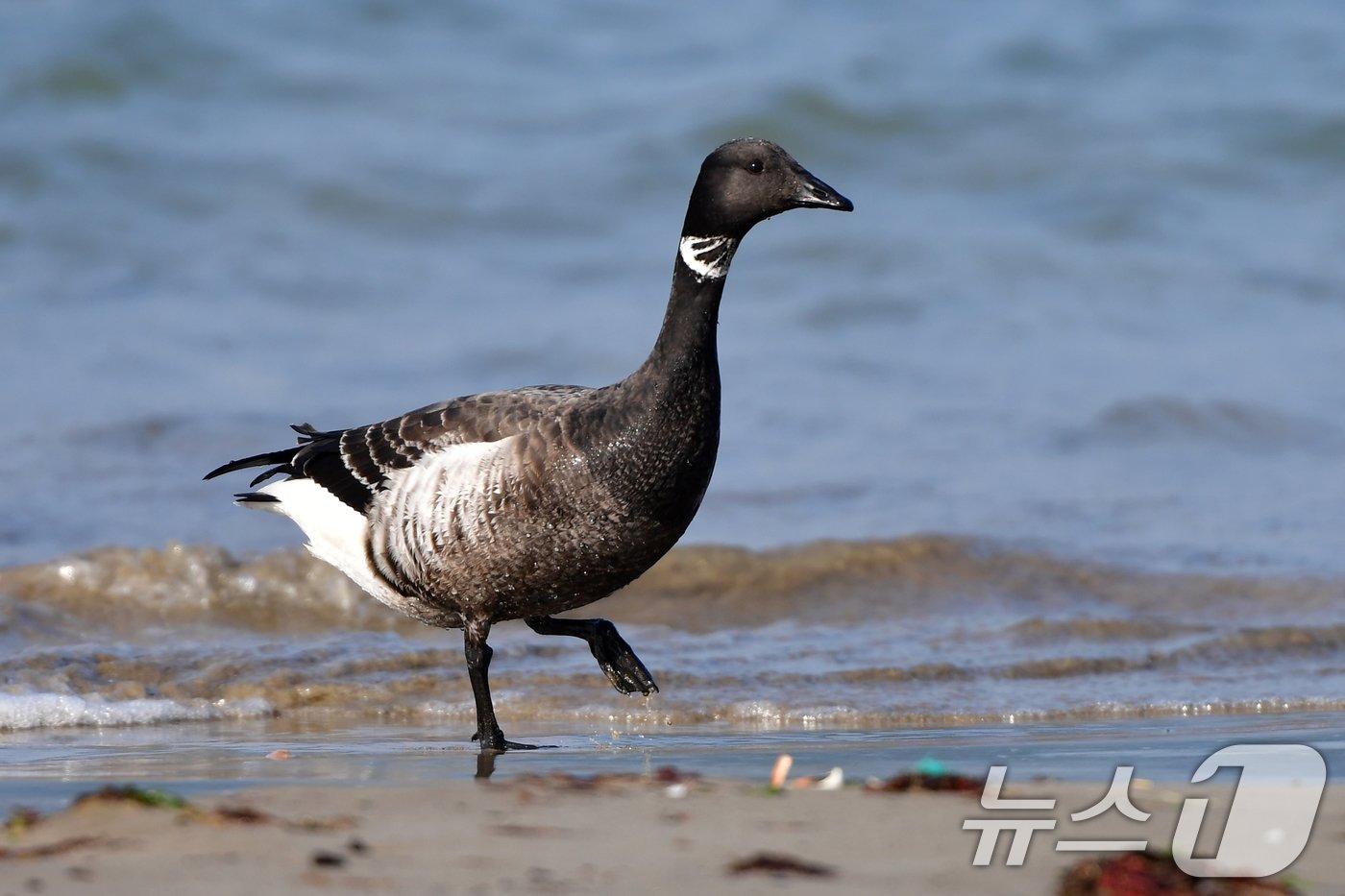 본문 이미지 - 천연기념물 제325-2호이자 멸종위기 야생생물 2급인 흑기러기가 26일 오후 경북 포항시 남구 동해면 임곡해안을 걸어다니고 있다. 2024.12.16/뉴스1 ⓒ News1 최창호 기자