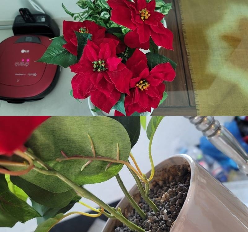 본문 이미지 - (온라인 커뮤니티 갈무리)