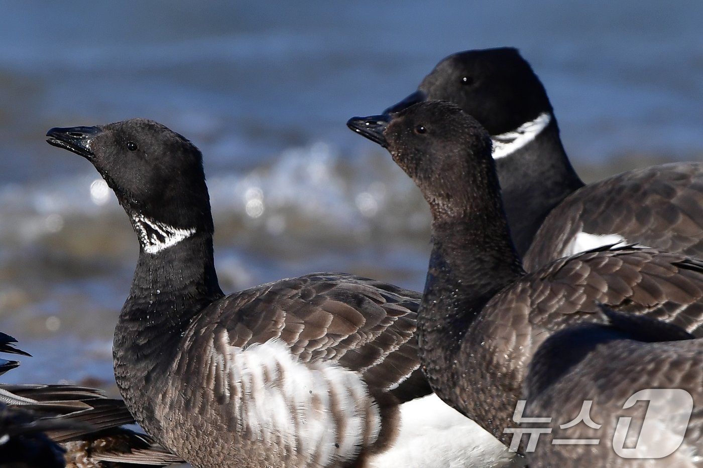 본문 이미지 - 천연기념물 제325-2호이자 멸종위기 야생생물 2급인 흑기러기가 26일 오후 경북 포항시 남구 동해면 임곡해안에서 햇볕을 쬐고 있다. 2024.12.16/뉴스1 ⓒ News1 최창호 기자