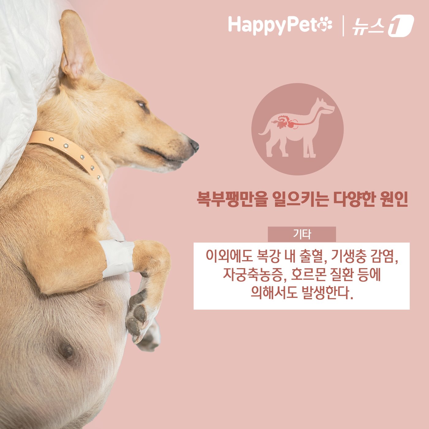 본문 이미지 - ⓒ News1 김초희 디자이너