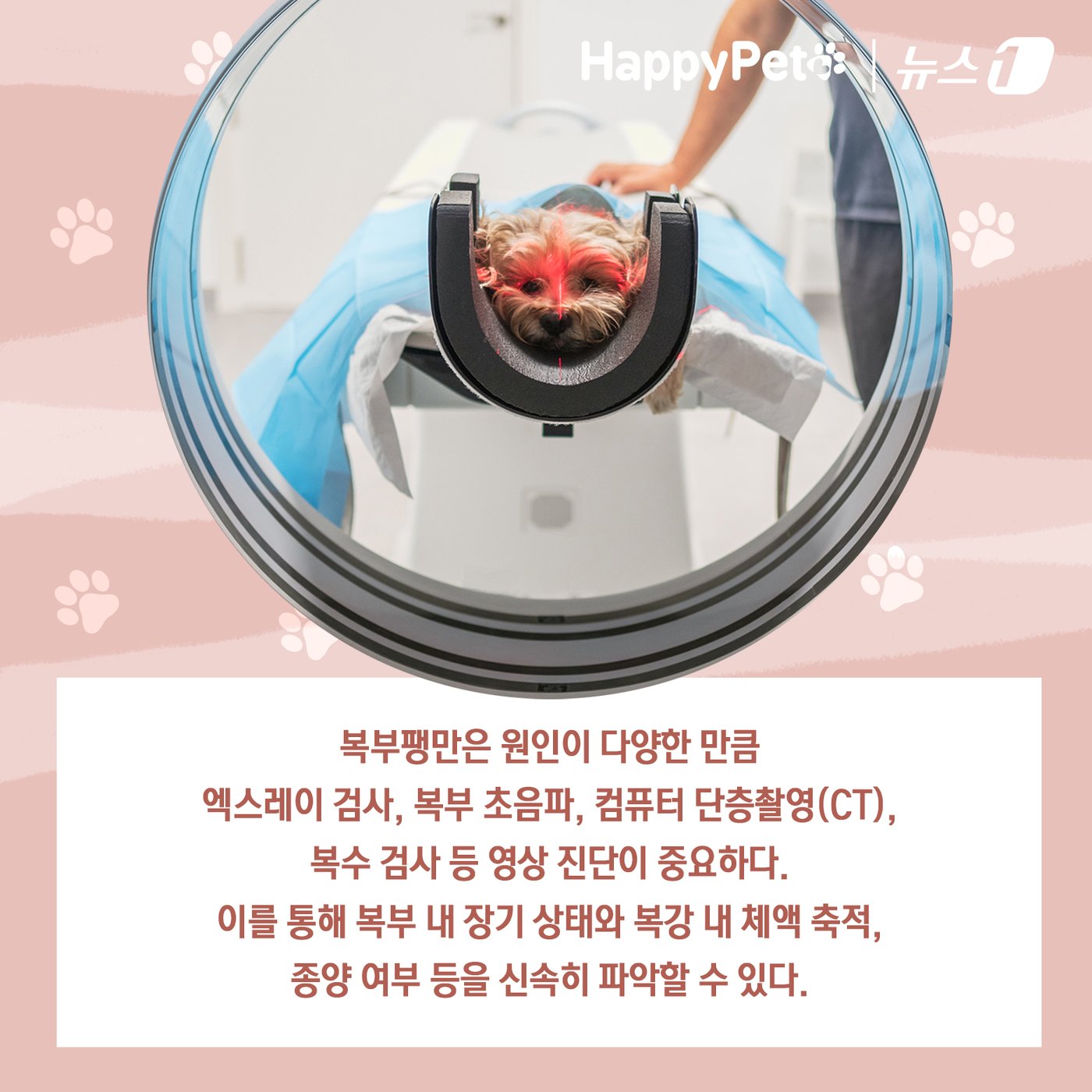 본문 이미지 - ⓒ News1 김초희 디자이너