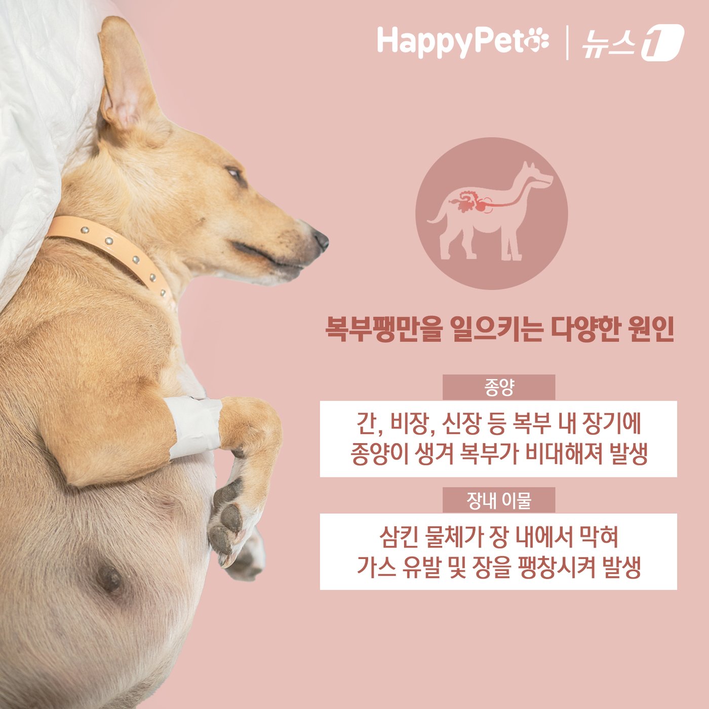 본문 이미지 - ⓒ News1 김초희 디자이너