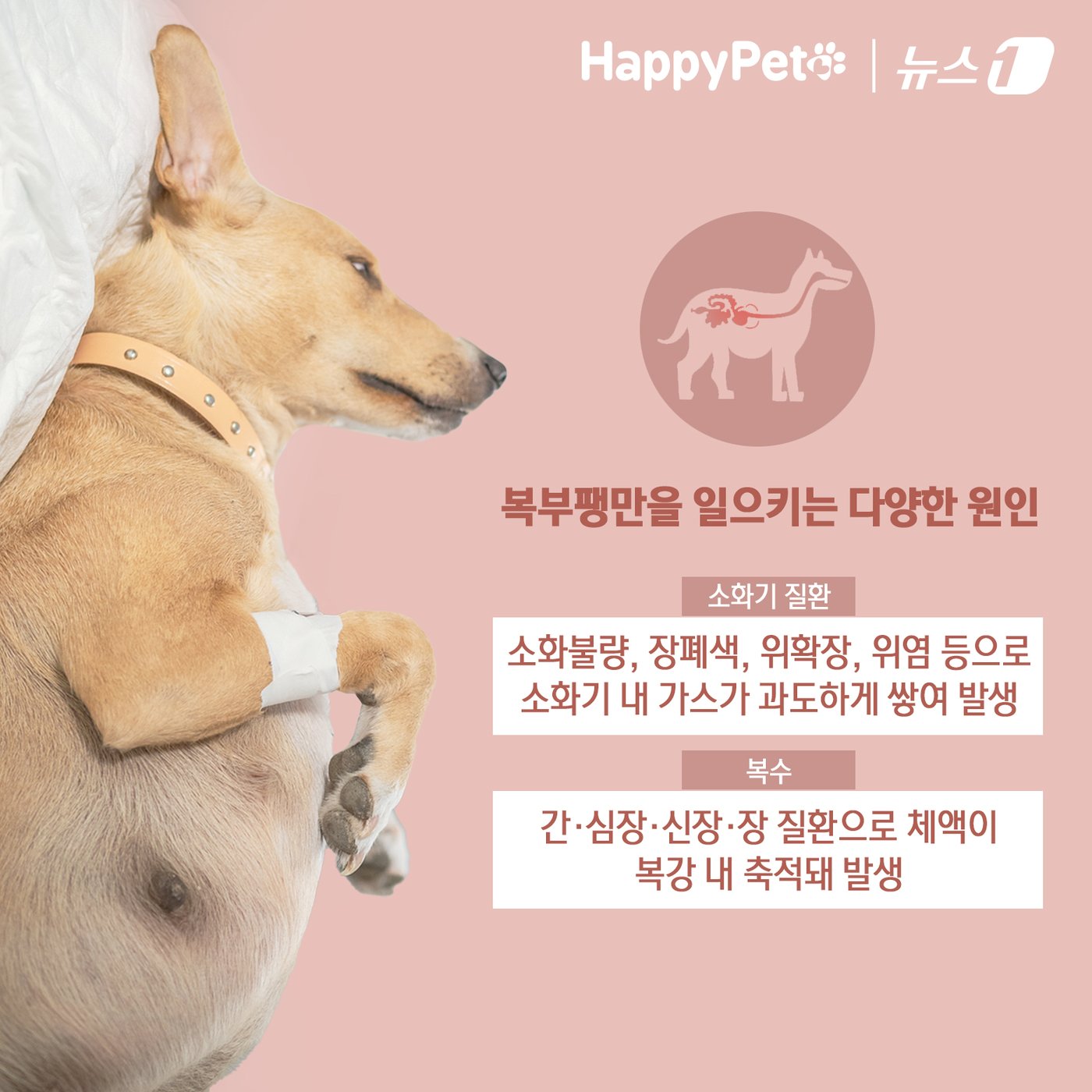 본문 이미지 - ⓒ News1 김초희 디자이너