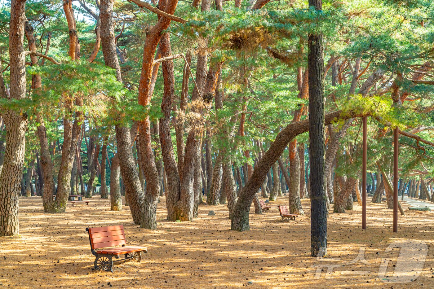 본문 이미지 - 각양각색의 생김새를 자랑하는 소나무 군락(한국관광공사 제공)