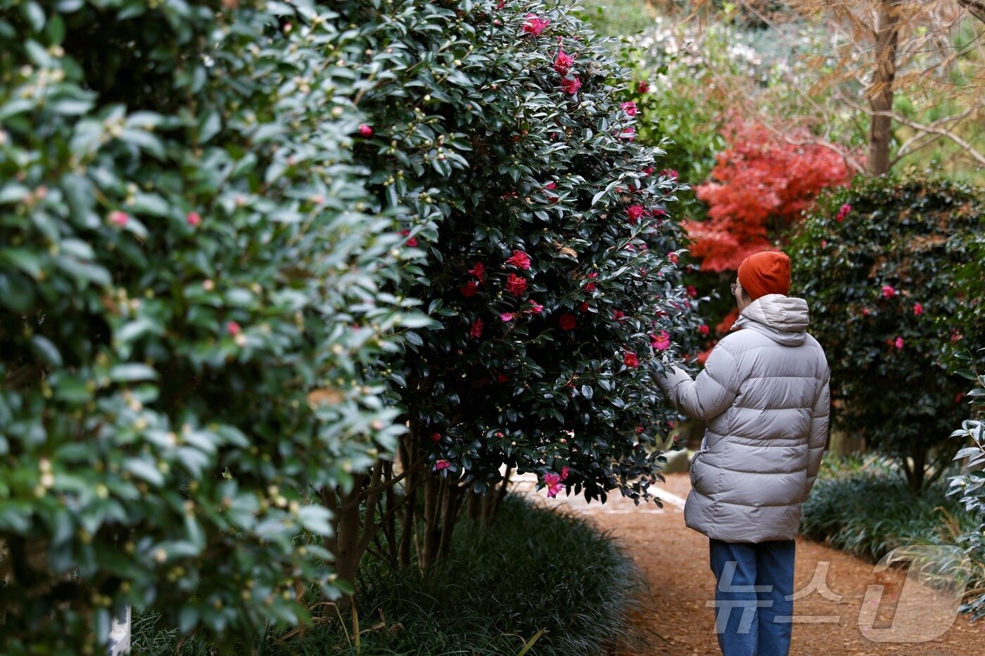 본문 이미지 - 1004섬분재정원 애기동백숲길(한국관광공사 제공)