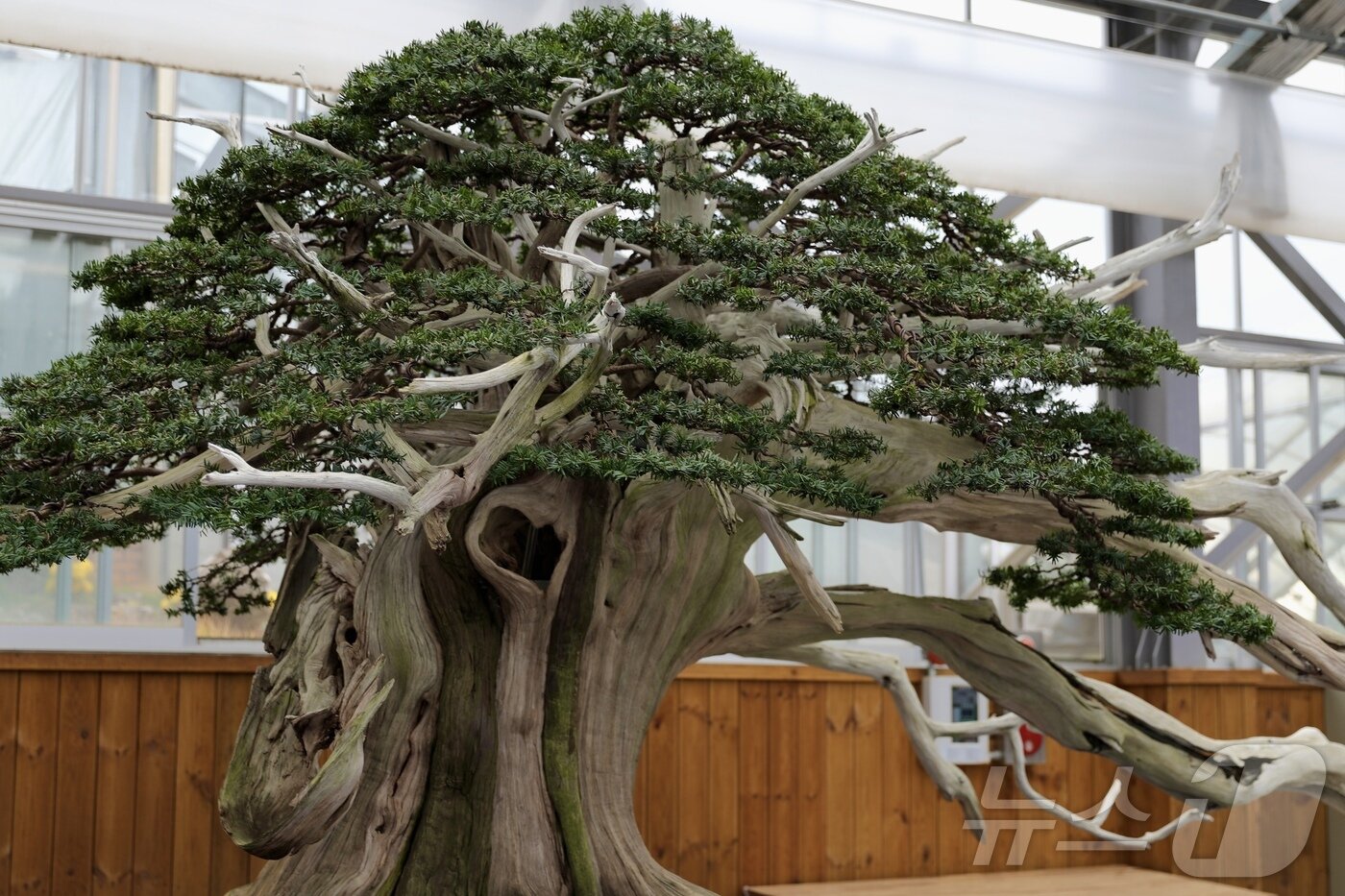 본문 이미지 - 수령 약 2000년된 주목 분재 작품(한국관광공사 제공)