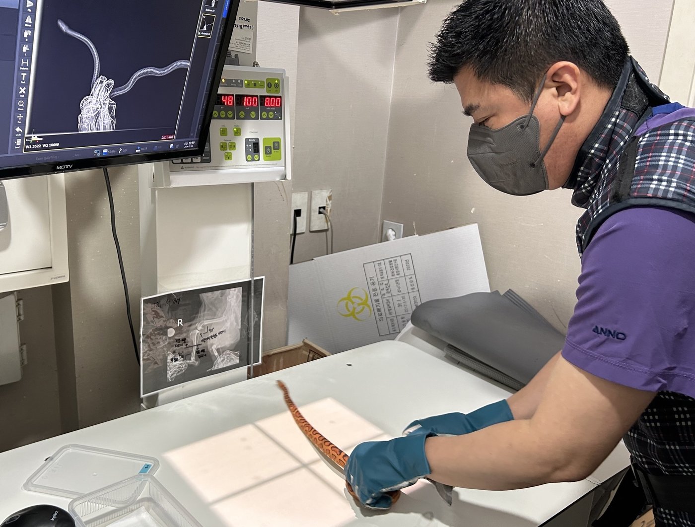 본문 이미지 - 김용안 예은동물의료센터 원장이 뱀의 엑스레이를 찍고 있다. (예은동물의료센터 제공) ⓒ 뉴스1