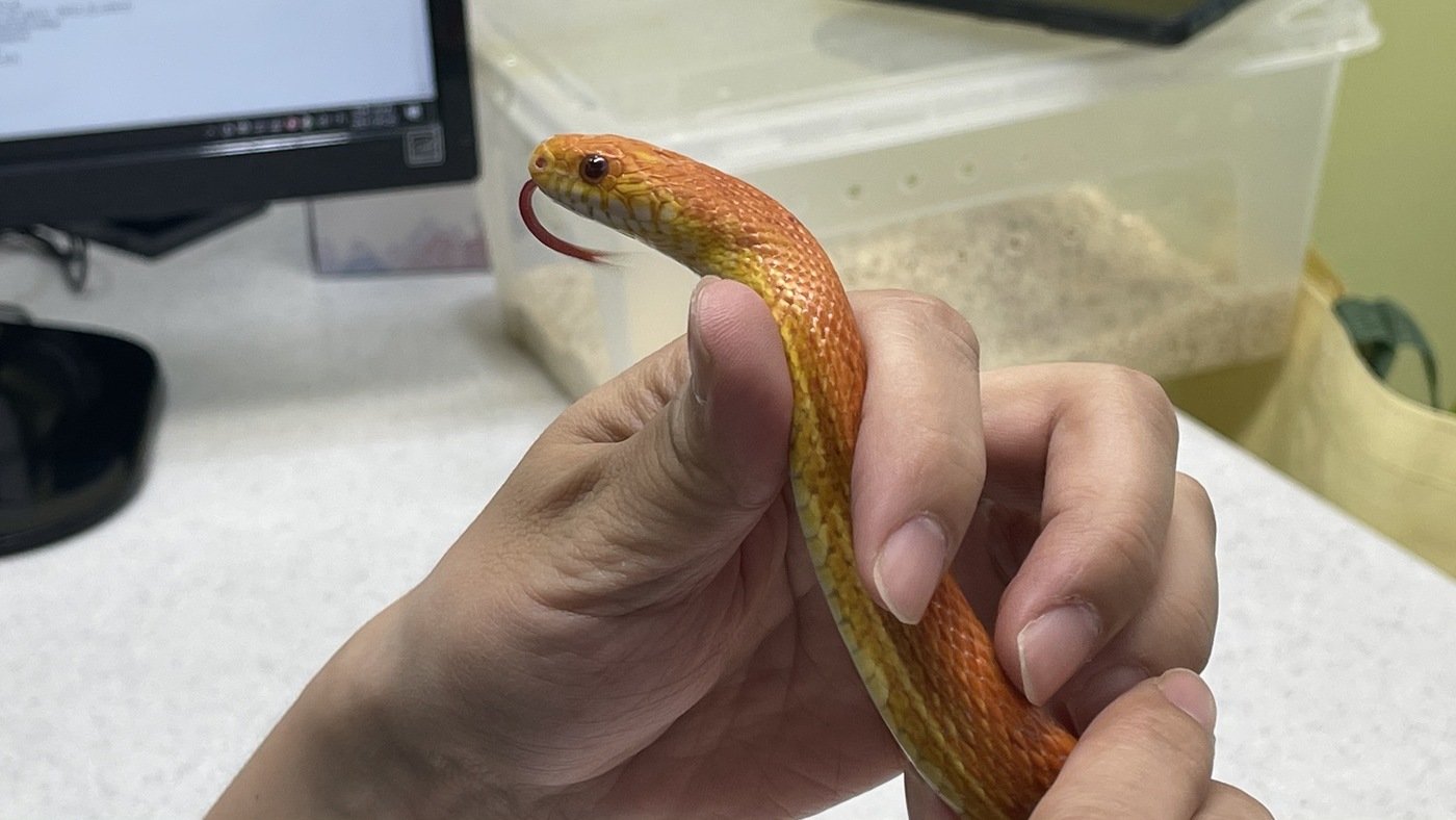 본문 이미지 - 김용안 원장이 동물병원에 진료를 위해 방문한 뱀을 살펴보고 있다. (예은동물의료센터 제공) ⓒ 뉴스1