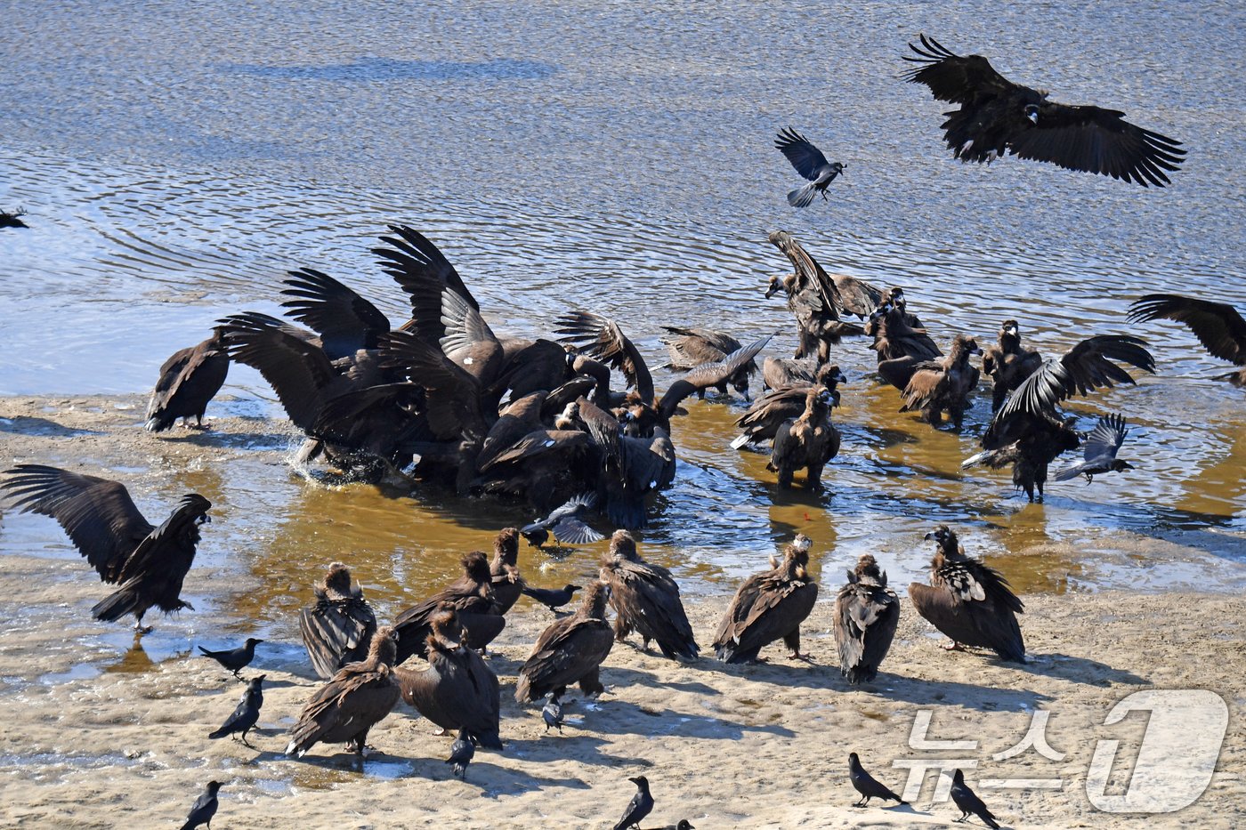 본문 이미지 - 멸종위기야생생물이자 천연기념물 243-1호인 독수리가 28일 경북 고령군 회천강변에 마련된 &#39;독수리식당&#39;에서 먹이를 먹고 있다. 2024.12.28/뉴스1 ⓒ News1 최창호 기자