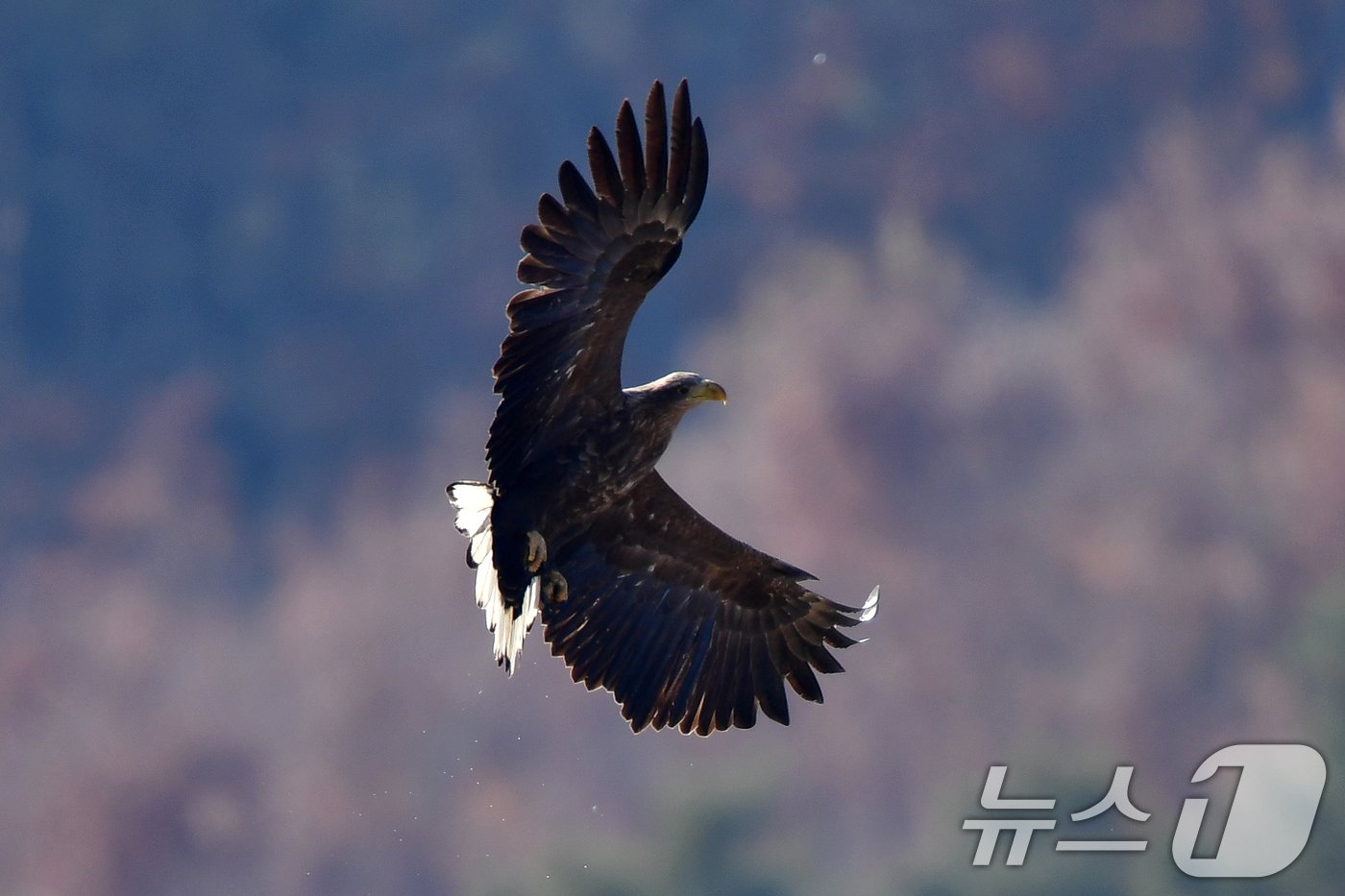 본문 이미지 - 멸종위기야생생물 1급이자 천연기념물 243-4호인 흰꼬리수리가 경북 고령군 회천 강변에 있는 독수리식당 상공위로 날아가고 있다. 2024.12.28/뉴스1 ⓒ News1 최창호 기자