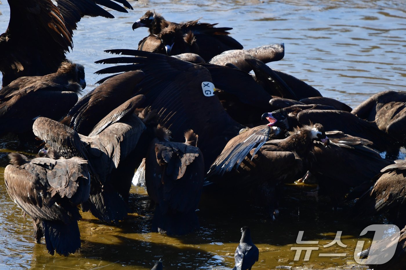 본문 이미지 - 멸종위기야생생물이자 천연기념물 243-1호인 독수리가 경북 고령군 회천 강변에 있는 독수리식당에서 먹잇감을 먹고 있다. 2024.12.28/뉴스1 ⓒ News1 최창호 기자